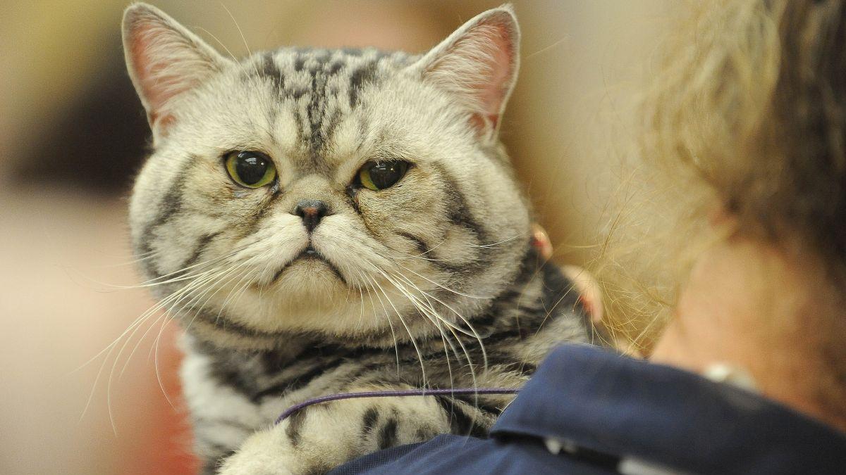 7 semne că pisica ta suferă de singurătate