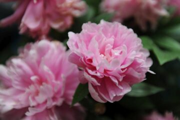 Aprilie în grădină. 6 pași de îngrijire a bujorilor pentru a te bucura de florile lor spectaculoase