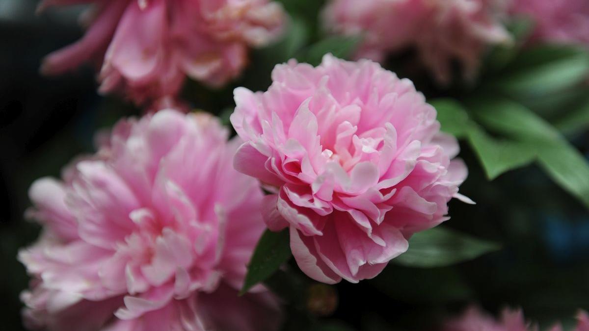 Aprilie în grădină. 6 pași de îngrijire a bujorilor pentru a te bucura de florile lor spectaculoase