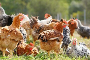 Carmistin The Food Company își consolidează poziția de lider în sectorul avicol din România, prin dublarea producției în ultimii doi ani