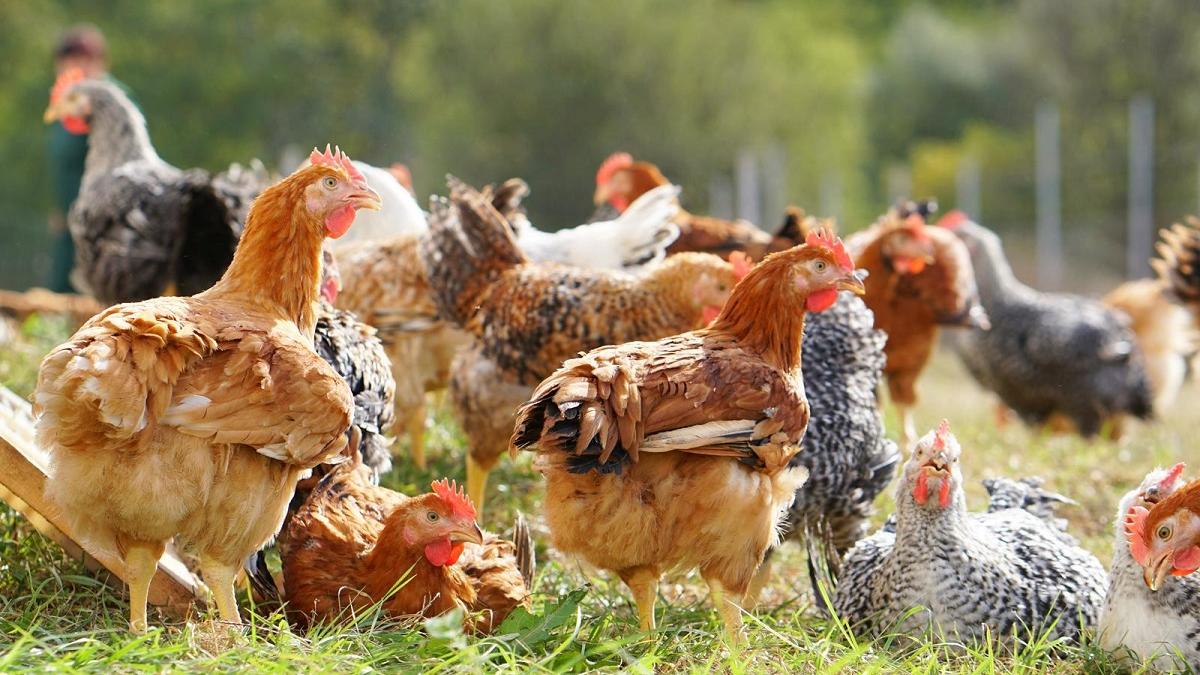 Carmistin The Food Company își consolidează poziția de lider în sectorul avicol din România, prin dublarea producției în ultimii doi ani