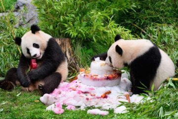 China va trimite panda uriași în Atlanta