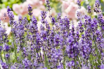 Cum și când se taie corect lavanda pentru flori spectaculoase