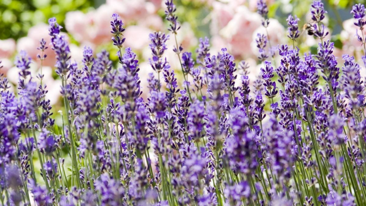 Cum și când se taie corect lavanda pentru flori spectaculoase