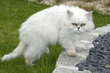 Cum sunt sărbătorite pisicile în diverse țări din întreaga lume