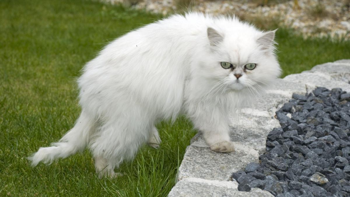 Cum sunt sărbătorite pisicile în diverse țări din întreaga lume