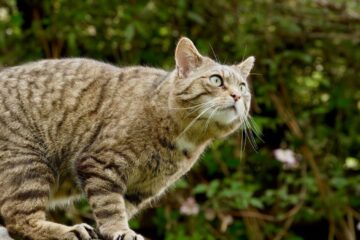 De ce cad pisicile mereu în picioare? Răspunsul oamenilor de știință