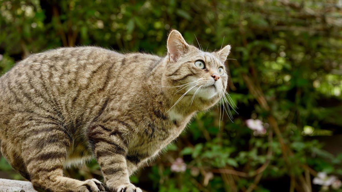 De ce cad pisicile mereu în picioare? Răspunsul oamenilor de știință