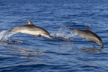 Exploziile și sonarele distrug populația din Marea Neagră