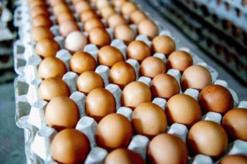 Europa fără ouă! Unul dintre cele mai consumate alimente, oul, va deveni produs de lux