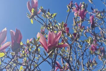 ce se schimbă pentru fiecare zodie în 2026