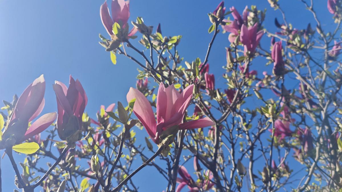 ce se schimbă pentru fiecare zodie în 2026