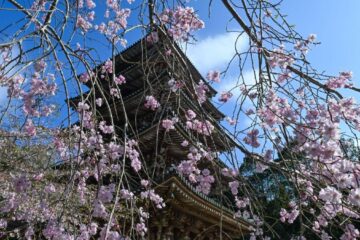 Cinci zodii strălucesc sub Luna în Săgetător și Soarele în Berbec!