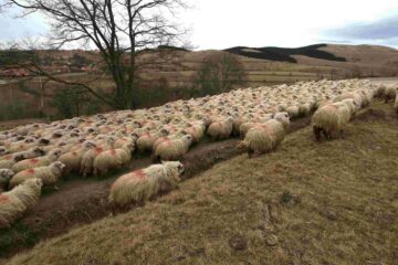 Extremismul ecologist mai urcă o treaptă: interzis cu oaia la munte!