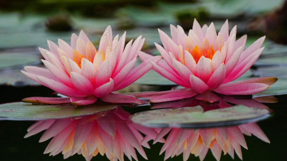 aceste 4 luni de naștere trebuie să-și recunoască valoarea