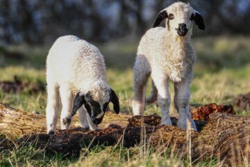 oaia nu știe carte! Diana Buzoianu susține că a fost atacată prin „fake news”