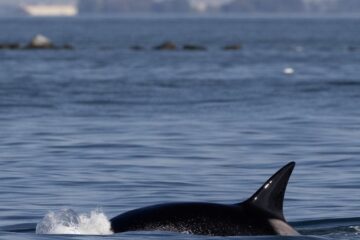 Misterele lumii. Creatura din adâncurile Oceanului Pacific îi intrigă pe oamenii de știință de peste un secol
