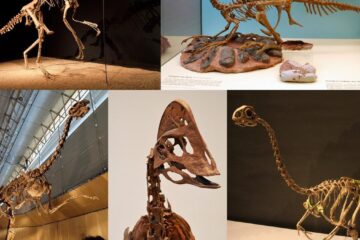 Oamenii de știință au reconstituit un cuib de dinozaur pentru a dezlega un mister