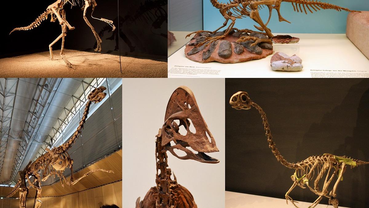 Oamenii de știință au reconstituit un cuib de dinozaur pentru a dezlega un mister