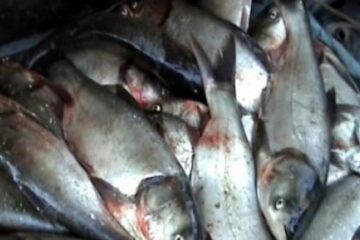 Pescarii majorează tarifele din cauza costurilor la combustibil