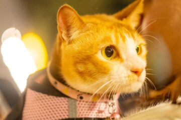 trend viral sau stres ascuns pentru animale?