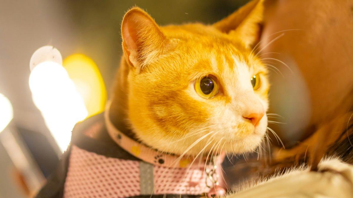 trend viral sau stres ascuns pentru animale?