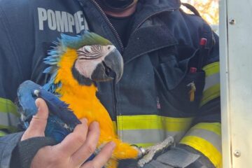Pompierii clujeni au salvat un papagal blocat în vârful unui brad