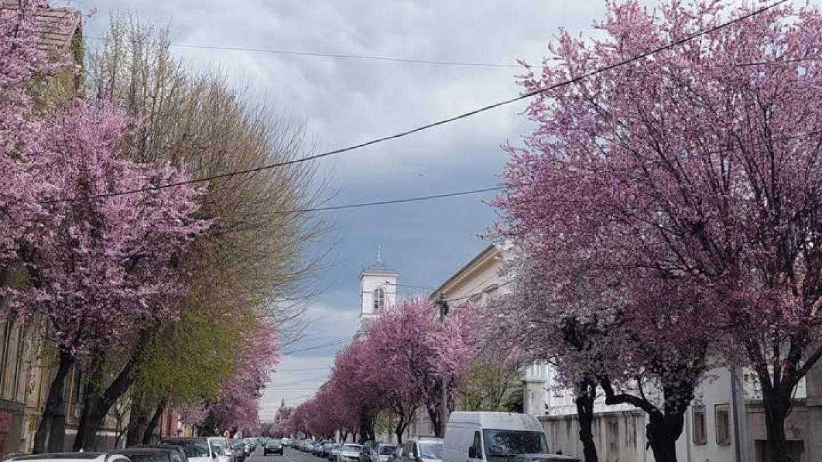 Orașul din România unde mergi toată ziua cu doar 1 leu!
