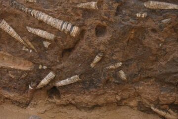 Roci ciudate, asemănătoare cu „pielea de elefant”, dezvăluie forme de viață străvechi din ocean