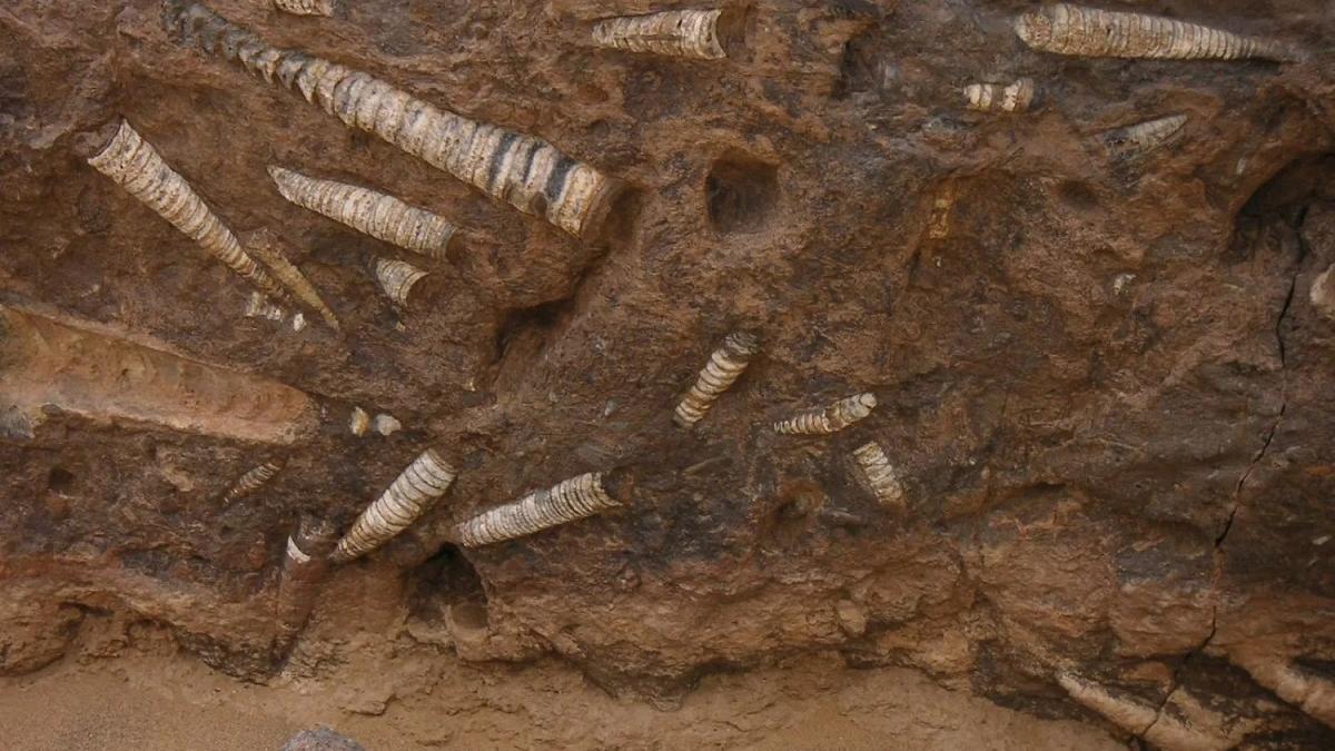 Roci ciudate, asemănătoare cu „pielea de elefant”, dezvăluie forme de viață străvechi din ocean