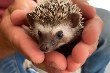 un mic animal care noaptea te scapă de dăunători