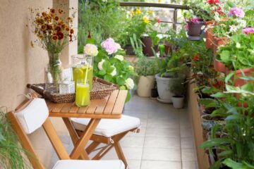 5 plante rezistente la caniculă pentru un balcon plin de flori