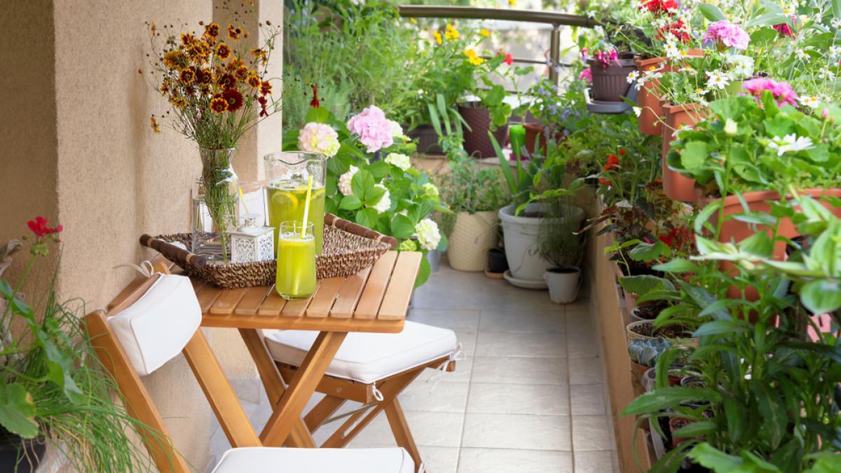 5 plante rezistente la caniculă pentru un balcon plin de flori