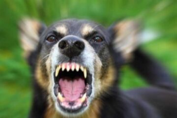 O femeie a ajuns la spital după ce a fost atacată de un câine în drum spre muncă