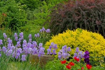 Grădinărit pentru leneși: Plantele care cresc singure