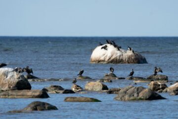 Mai multe state UE cer măsuri dure contra cormoranilor