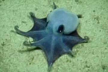 S-a descoperit o nouă specie de caracatiță. Culoarea ei este cea mai rară din natură
