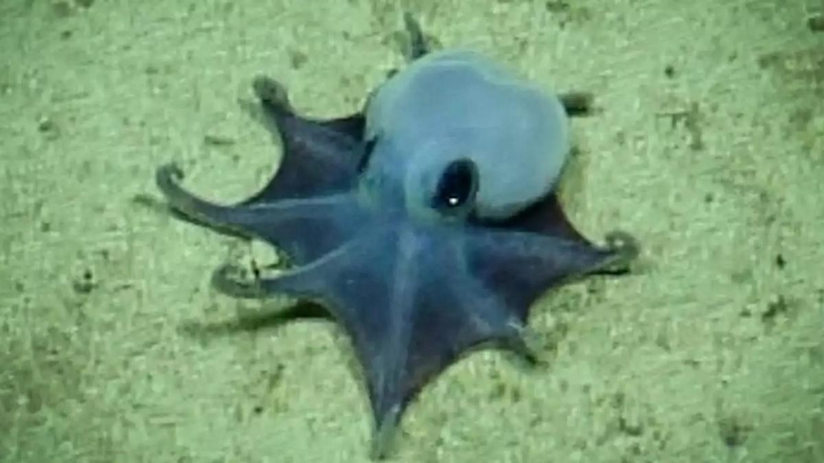 S-a descoperit o nouă specie de caracatiță. Culoarea ei este cea mai rară din natură