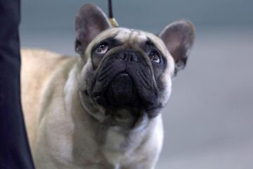 Nu-l mai trage de lesă! Ce se întâmplă în mintea câinelui când se oprește să miroasă