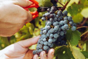 Un singur fruct susține sănătatea inimii, creierului și intestinului