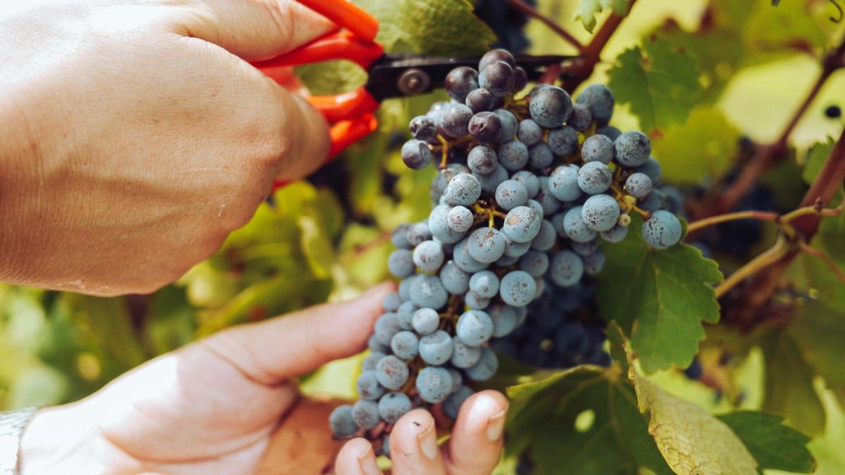 Un singur fruct susține sănătatea inimii, creierului și intestinului
