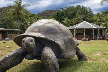 Are 194 de ani și încă scrie istorie. Țestoasa Jonathan este cel mai bătrân animal terestru din lume