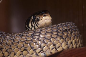 Jandarmii au fost chemați să scoată un șarpe din casa unei femei