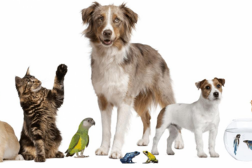 Sfaturile de pe TikTok pot fi fatale pentru animalele de companie