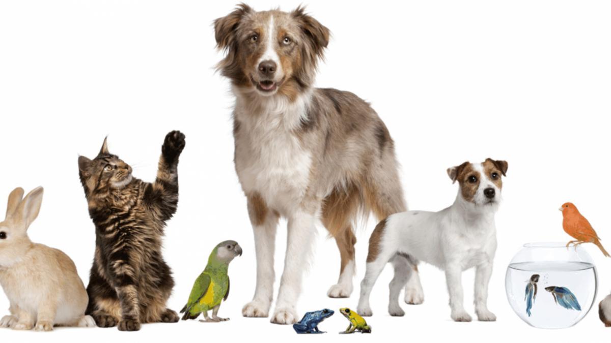 Sfaturile de pe TikTok pot fi fatale pentru animalele de companie