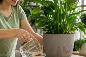Plantele se udă DIFERIT pe caniculă. Tehnica pe care puțini o cunosc