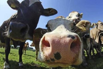 Avertismentul dur al ONU privind antibioticele din ferme