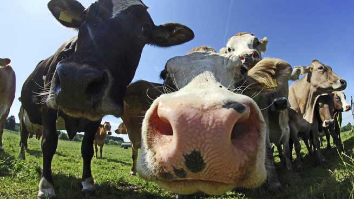 Avertismentul dur al ONU privind antibioticele din ferme