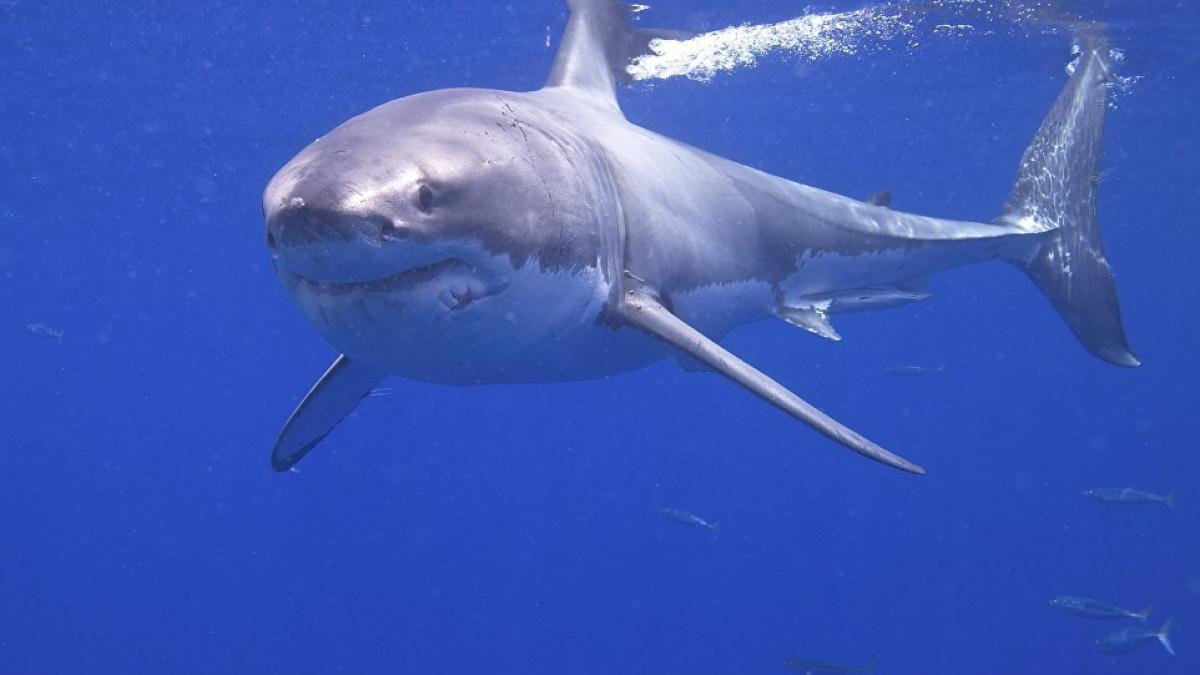 Val de atacuri mortale ale rechinilor în Australia. Un bărbat de 35 de ani și-a pierdut viața