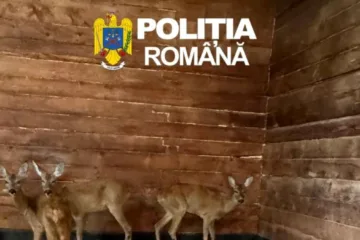 Două căprioare captive, salvate în ultima clipă de polițiști în Sibiu